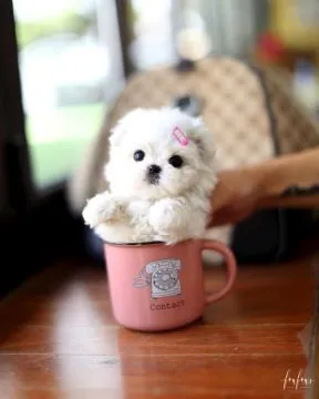 śliczne miniaturowe maltańczyki do adopcji((((((((((((((((((((
