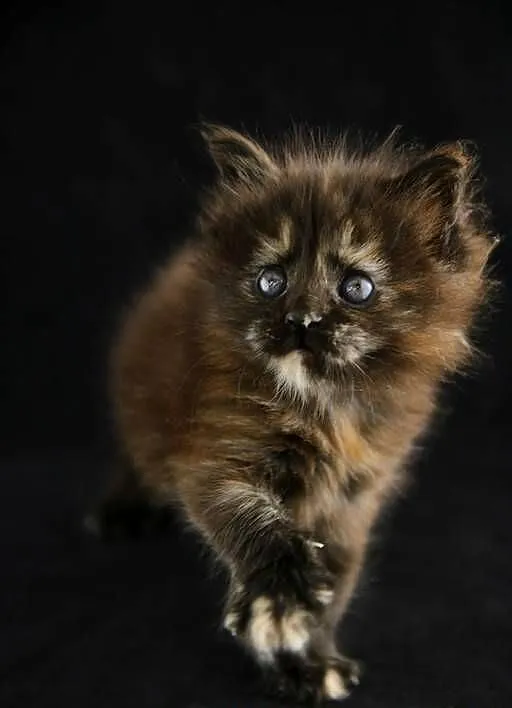 Czarna szylkretka Maine Coon Mia Mamma Mia Koty Thomasa*PL, Wielkopolskie, Poznań