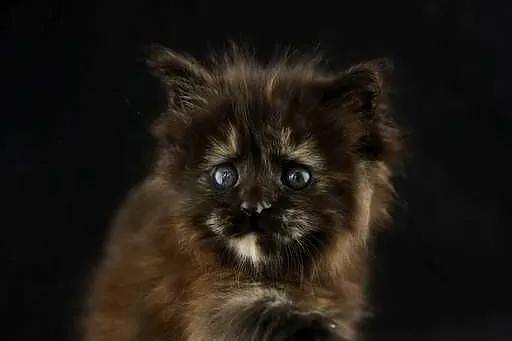 Czarna szylkretka Maine Coon Mia Mamma Mia Koty Thomasa*PL, Wielkopolskie, Poznań