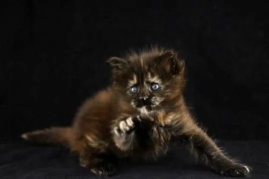 Czarna szylkretka Maine Coon Mia Mamma Mia Koty Thomasa*PL, Wielkopolskie, Poznań