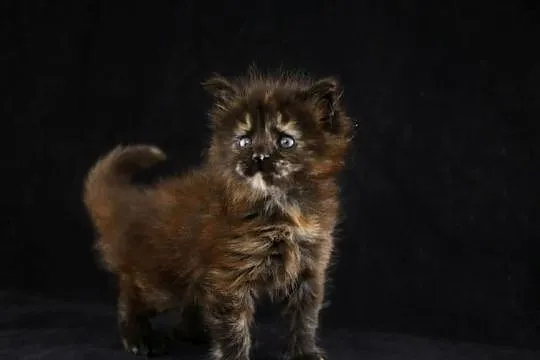 Czarna szylkretka Maine Coon Mia Mamma Mia Koty Thomasa*PL, Wielkopolskie, Poznań