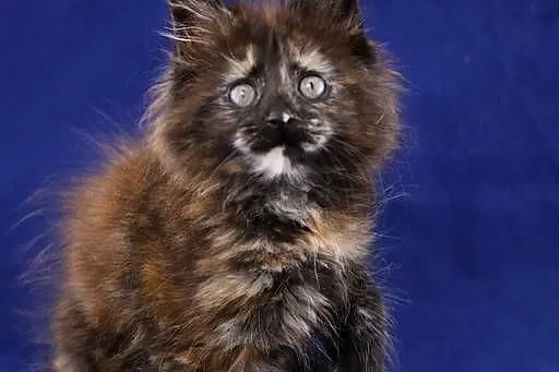 Czarna szylkretka Maine Coon Mia Mamma Mia Koty Thomasa*PL, Wielkopolskie, Poznań