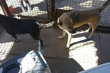 Dwa łagodne psiaki, zdane tylko na siebie szukają 