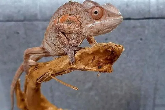 Kameleon lamparci samiec.