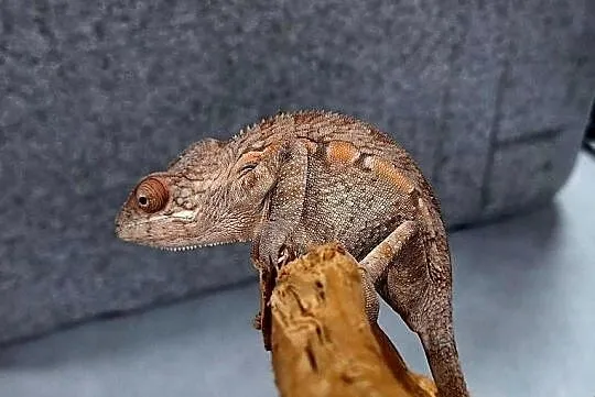 Kameleon lamparci samiec., Mazowieckie, Wołomin