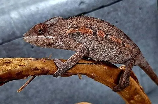 Kameleon lamparci samiec., Mazowieckie, Wołomin