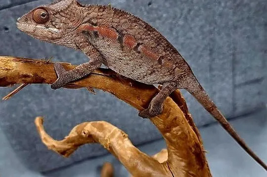 Kameleon lamparci samiec., Mazowieckie, Wołomin