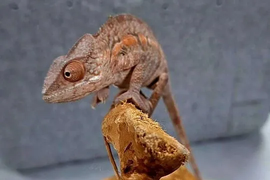Kameleon lamparci samiec., Mazowieckie, Wołomin