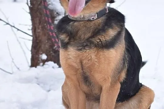 Wesoły Buster szuka domu, Śląskie, Bytom