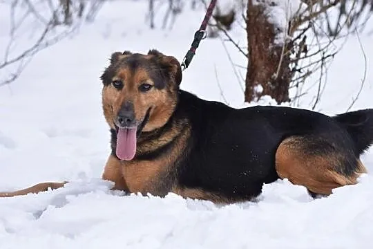 Wesoły Buster szuka domu, Śląskie, Bytom