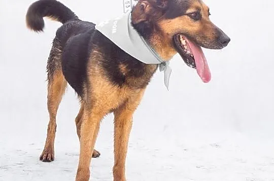 Wesoły Buster szuka domu, Śląskie, Bytom