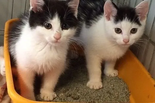 Kika i Koka - dwie śliczne, 2,5 miesięczne krówki 