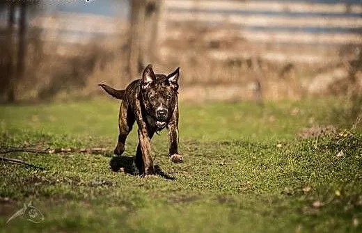 SAWANA - aport to jej hobby! Do adopcji!, mazowie