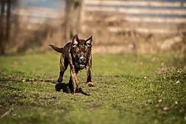 SAWANA - aport to jej hobby! Do adopcji!, mazowieckie Warszawa