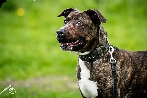 SAWANA - aport to jej hobby! Do adopcji!,  mazowie