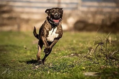 SAWANA - aport to jej hobby! Do adopcji!,  mazowie