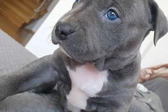 Amstaff blue piękny piesek, Małopolskie, Rabka-Zdrój