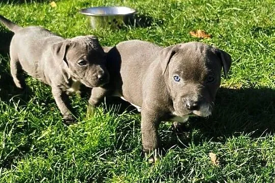 Amstaff blue piękny piesek, Małopolskie, Rabka-Zdrój