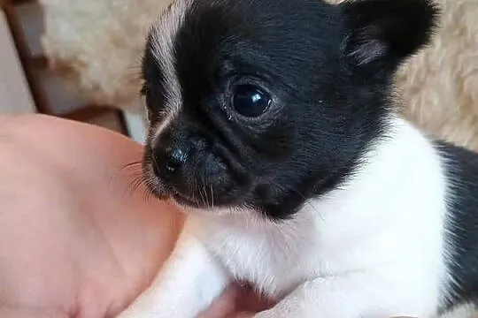 Chihuahua piękna dziewczynka DAMA