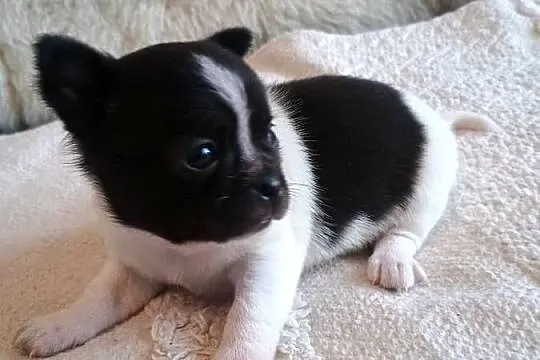 Chihuahua piękna dziewczynka DAMA, Łódzkie, Kleszczów