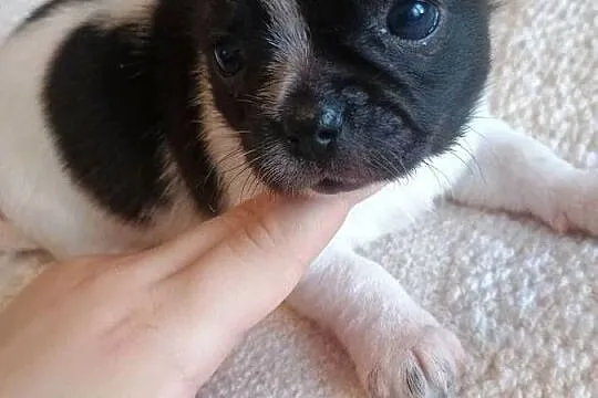 Chihuahua piękna dziewczynka DAMA, Łódzkie, Kleszczów