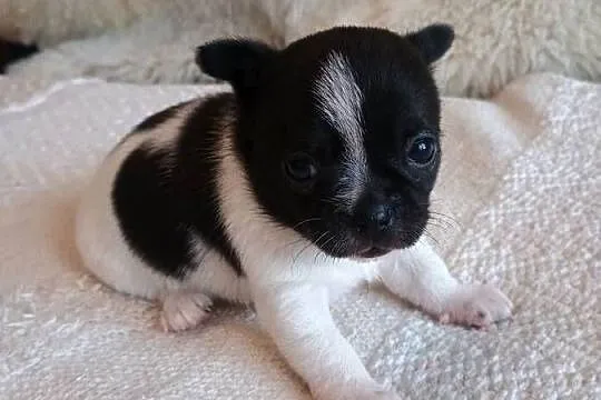 Chihuahua piękna dziewczynka DAMA, Łódzkie, Kleszczów