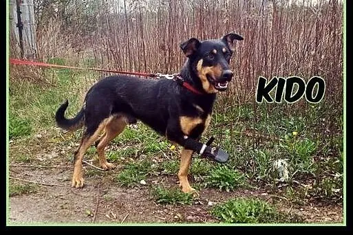 Kido - 3 łapy szczęścia szukają domu!,  mazowiecki