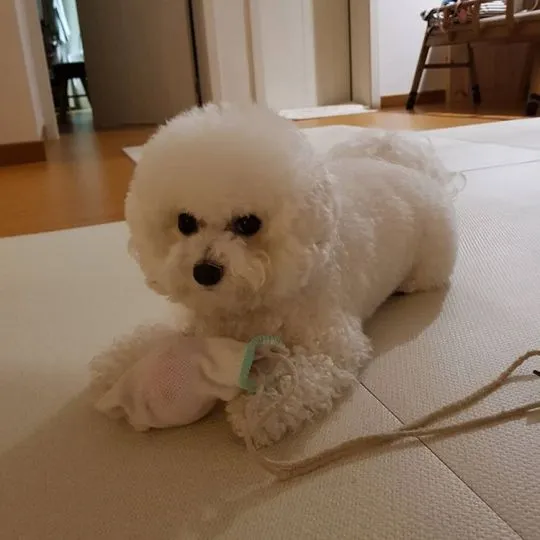 Szczeniak rasy bichon frise dla każdego miłośnika zwierząt