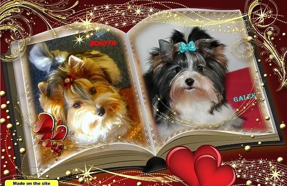 Zapowiedź miotu Biewer Yorkshire Terrier