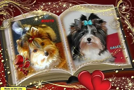 Zapowiedź miotu Biewer Yorkshire Terrier