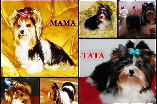 Zapowiedź miotu Biewer Yorkshire Terrier