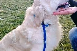 Piękny kremowy Golden Retriever 2 lata bardzo łagodny pies szuka domu