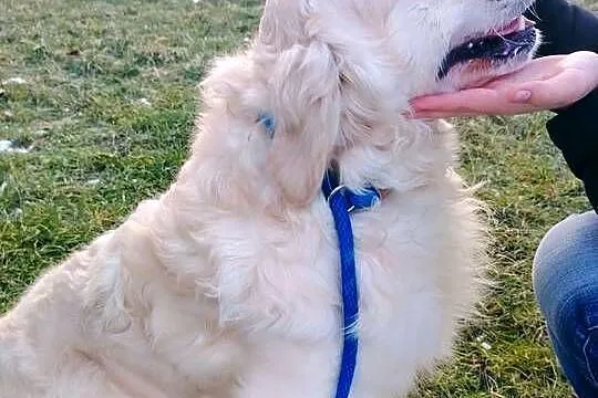 Piękny kremowy Golden Retriever 2 lata bardzo łagodny pies szuka domu