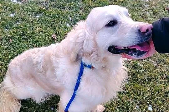Piękny kremowy Golden Retriever 2 lata bardzo łagodny pies szuka domu, Łódzkie, Radomsko