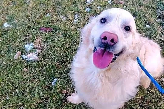 Piękny kremowy Golden Retriever 2 lata bardzo łagodny pies szuka domu, Łódzkie, Radomsko