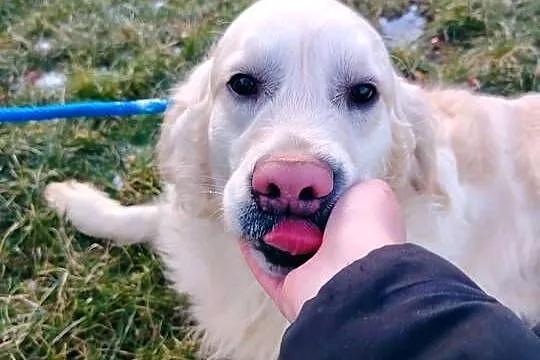 Piękny kremowy Golden Retriever 2 lata bardzo łagodny pies szuka domu, Łódzkie, Radomsko