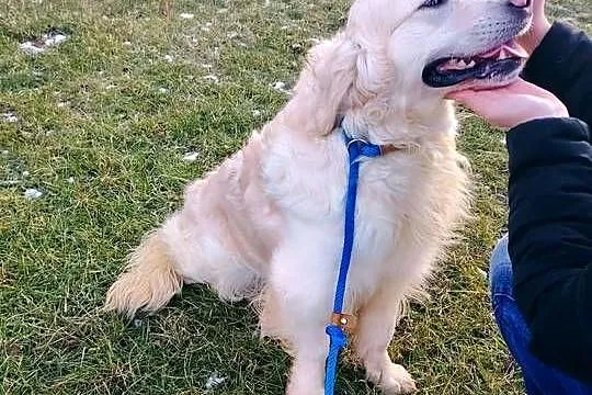 Piękny kremowy Golden Retriever 2 lata bardzo łagodny pies szuka domu, Łódzkie, Radomsko