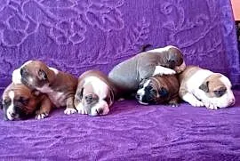 American Staffordshire Terrier