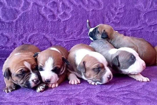 American Staffordshire Terrier, Mazowieckie, Warszawa