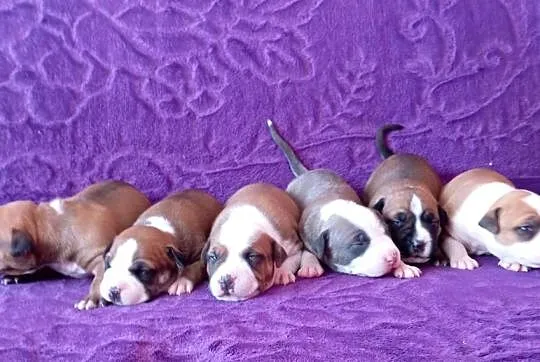 American Staffordshire Terrier, Mazowieckie, Warszawa