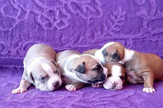 American Staffordshire Terrier, Mazowieckie, Warszawa