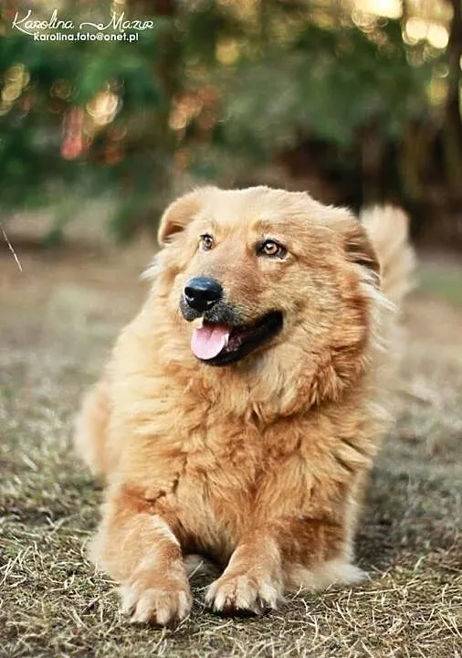 LIRA - sunia w typie goldena do adopcji