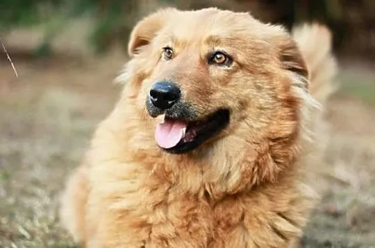 LIRA - sunia w typie goldena do adopcji