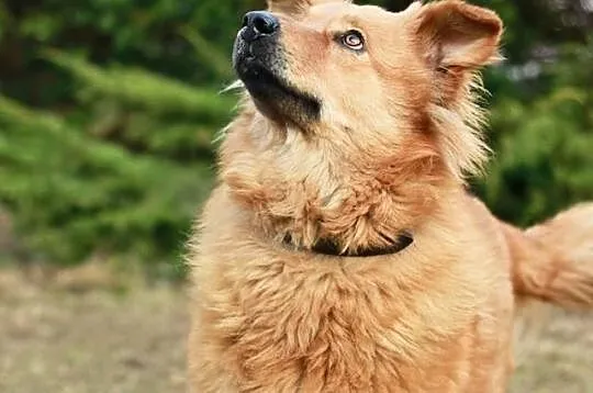 LIRA - sunia w typie goldena do adopcji