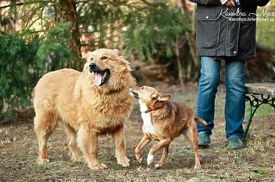 LIRA - sunia w typie goldena do adopcji