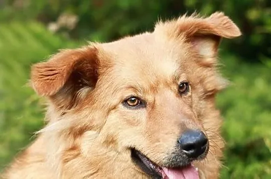 LIRA - sunia w typie goldena do adopcji