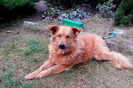 LIRA - sunia w typie goldena do adopcji