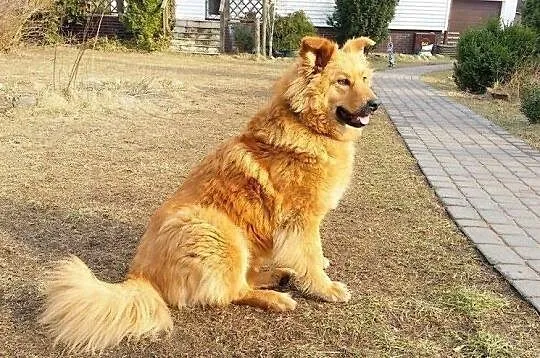 LIRA - sunia w typie goldena do adopcji