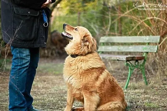 LIRA - sunia w typie goldena do adopcji