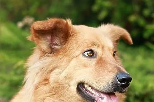 LIRA - sunia w typie goldena do adopcji